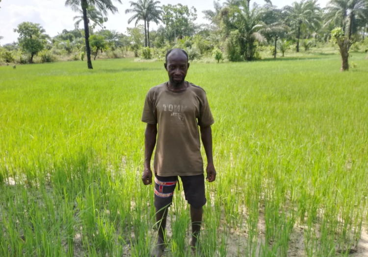 Inside the big business of Abakiliki rice farming